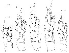 Espce Azygonectes intermedius - Planche 2 de figures morphologiques