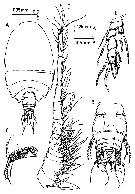 Espèce Fosshageniella glabra - Planche 6 de figures morphologiques