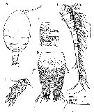 Espèce Arcticomisophria hispida - Planche 1 de figures morphologiques