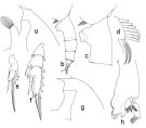 Espèce Paraeuchaeta californica - Planche 1 de figures morphologiques