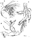 Espèce Arcticomisophria hispida - Planche 2 de figures morphologiques