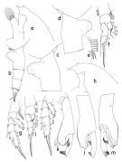 Species Paraeuchaeta birostrata - Plate 1 of morphological figures