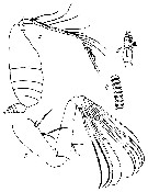 Espèce Pseudeuchaeta brevicauda - Planche 12 de figures morphologiques