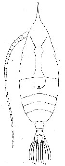 Espèce Haloptilus ocellatus - Planche 3 de figures morphologiques