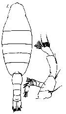 Espèce Mesorhabdus brevicaudatus - Planche 8 de figures morphologiques