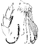 Espèce Bathycalanus bradyi - Planche 7 de figures morphologiques