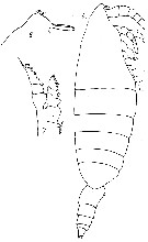 Species Bathycalanus bradyi - Plate 6 of morphological figures