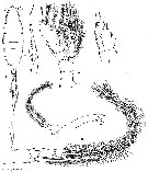 Espèce Augaptilus glacialis - Planche 9 de figures morphologiques