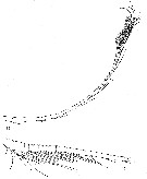 Species Augaptilus glacialis - Plate 12 of morphological figures