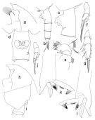 Espèce Paraeuchaeta vorax - Planche 1 de figures morphologiques