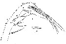 Espèce Augaptilus glacialis - Planche 13 de figures morphologiques