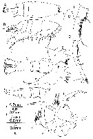 Espèce Labidocera carpentariensis - Planche 2 de figures morphologiques