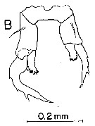 Species Labidocera moretoni - Plate 4 of morphological figures