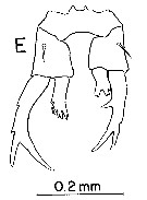 Espèce Labidocera pectinata - Planche 7 de figures morphologiques