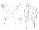 Espce Paraeuchaeta alaminae - Planche 1 de figures morphologiques