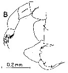 Species Labidocera moretoni - Plate 6 of morphological figures