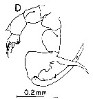 Espèce Labidocera japonica - Planche 10 de figures morphologiques