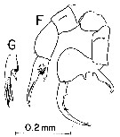 Espèce Labidocera rotunda - Planche 9 de figures morphologiques