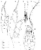 Species Caiconectes antiquus - Plate 3 of morphological figures