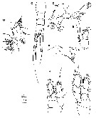 Espèce Bofuriella spinosa - Planche 1 de figures morphologiques