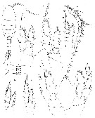 Espèce Edaxiella rubra - Planche 2 de figures morphologiques