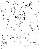 Espèce Enantiosis belizensis - Planche 1 de figures morphologiques