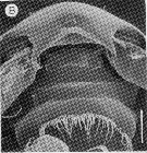 Species Enantiosis dicerata - Plate 2 of morphological figures