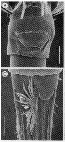 Espèce Enantiosis belizensis - Planche 4 de figures morphologiques
