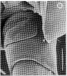 Espce Epacteriscus dentipes - Planche 2 de figures morphologiques