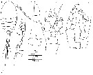 Espèce Epacteriscus cuspidantennula - Planche 1 de figures morphologiques