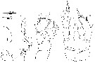 Espce Epacteriscus dentipes - Planche 1 de figures morphologiques
