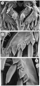 Species Epacteriscus cuspidantennula - Plate 3 of morphological figures