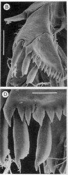 Species Epacteriscus dentipes - Plate 3 of morphological figures