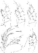 Espce Bofuriella vorata - Planche 2 de figures morphologiques