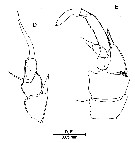 Espèce Erebonectoides macrochaetus - Planche 1 de figures morphologiques