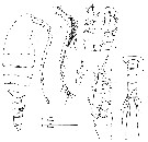 Espce Balinella ornata - Planche 4 de figures morphologiques