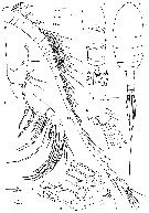 Species Balinella ornata - Plate 1 of morphological figures