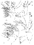 Espce Balinella ornata - Planche 2 de figures morphologiques
