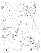 Espèce Paraeuchaeta tuberculata - Planche 1 de figures morphologiques