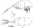 Espèce Pertsovius fjordicus - Planche 2 de figures morphologiques