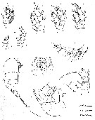 Species Pseudocyclops bahamensis - Plate 3 of morphological figures