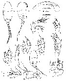 Species Pseudocyclops lerneri - Plate 1 of morphological figures