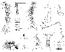 Espèce Mesaiokeras nanseni - Planche 1 de figures morphologiques