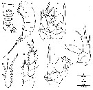 Espce Boholina purgata - Planche 1 de figures morphologiques