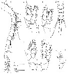 Espèce Cryptonectes brachyceratus - Planche 3 de figures morphologiques