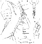 Espèce Oinella longiseta - Planche 1 de figures morphologiques
