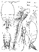 Espèce Fosshageniella glabra - Planche 1 de figures morphologiques
