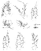 Espce Placocalanus insularis - Planche 2 de figures morphologiques