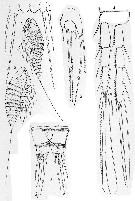 Espèce Microsetella norvegica - Planche 5 de figures morphologiques