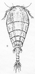 Espèce Pseudolubbockia dilatata - Planche 1 de figures morphologiques